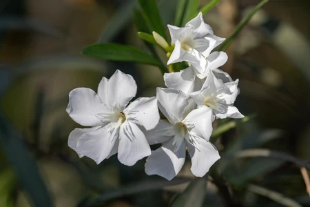 White Flowers in Bloom