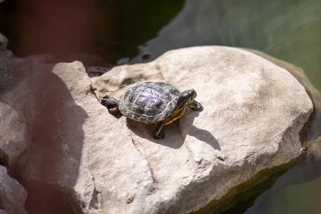 Turtle on Rock