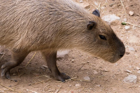 Capybara in Natural Habitat