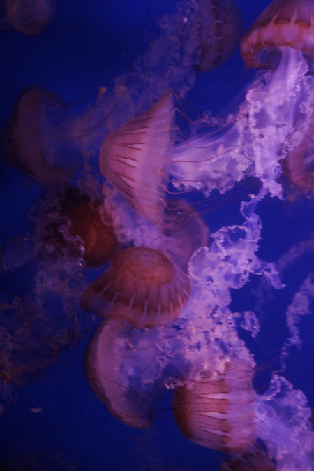 Mystical Jellyfish