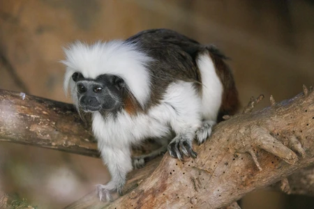 White-Throated Squirrel Monkey
