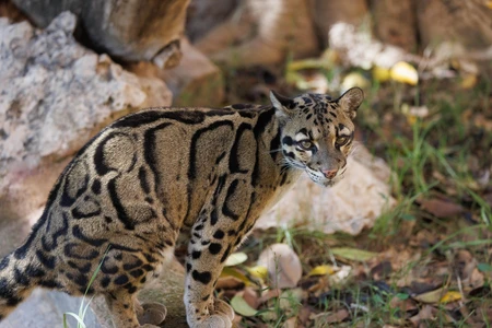 Clouded Leopard in Natural Habitat