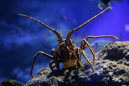 Underwater Lobster