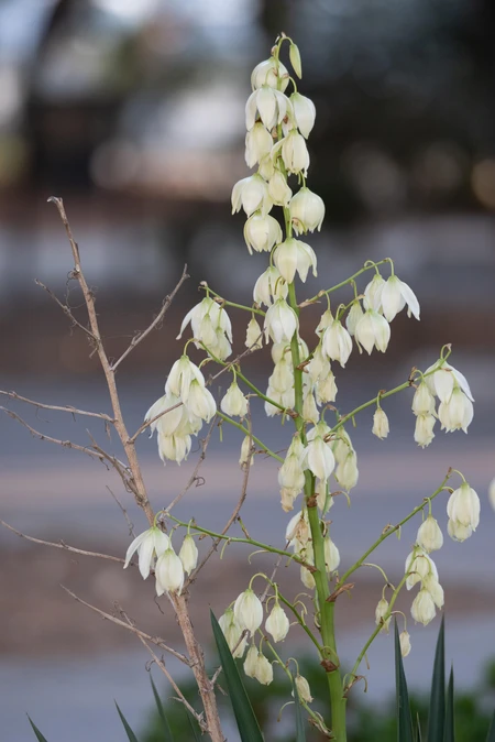White Bell Flowers
