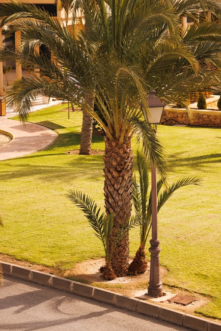 Palm and Street Lamp in Sunny Park