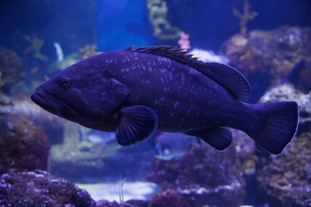 Underwater Fish