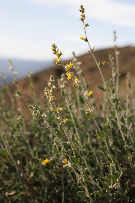 Wildflowers in Bloom