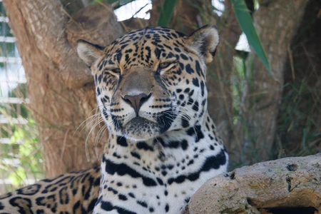 Resting Jaguar