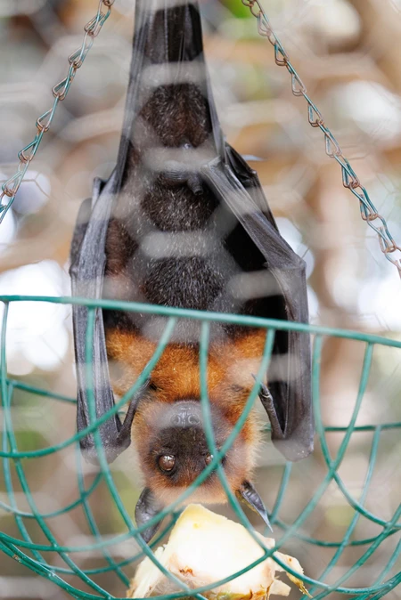 Hanging Bat Feeding