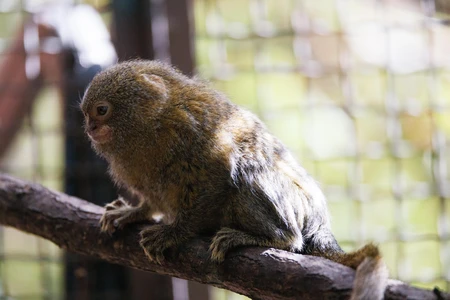 Pygmy Marmoset on a Branch
