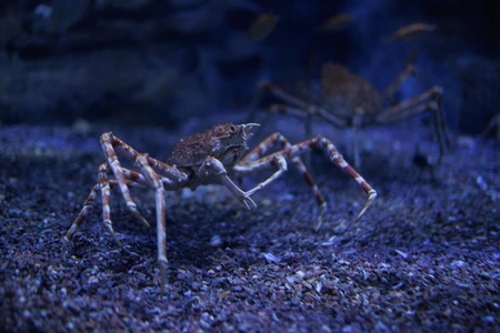 Underwater Crustaceans