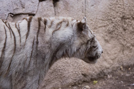 White Tiger in Profile