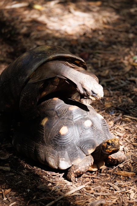 Tortoises in Natural Habitat