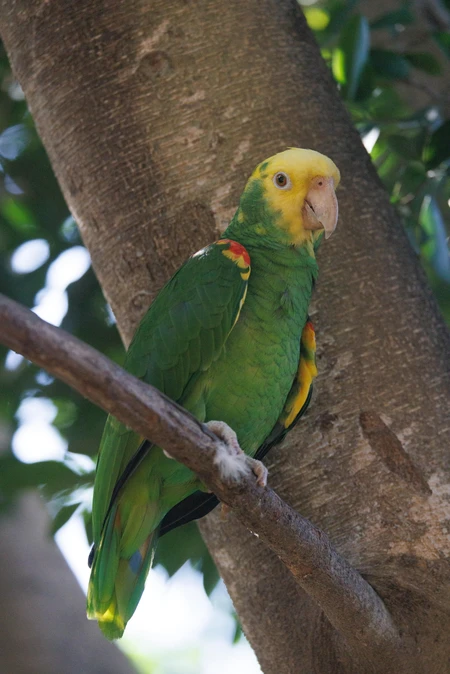 Parrot Perched on Tree