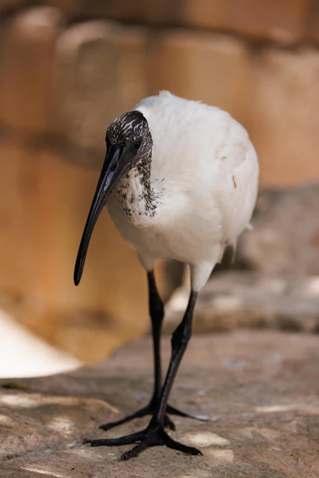 Majestic Bird in Natural Habitat