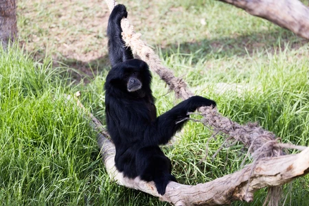 Primate on a Swinging Rope