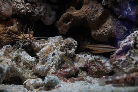 Underwater Reef Scene