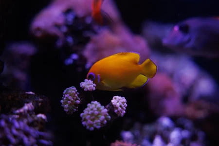 Tropical Fish in Coral Reef