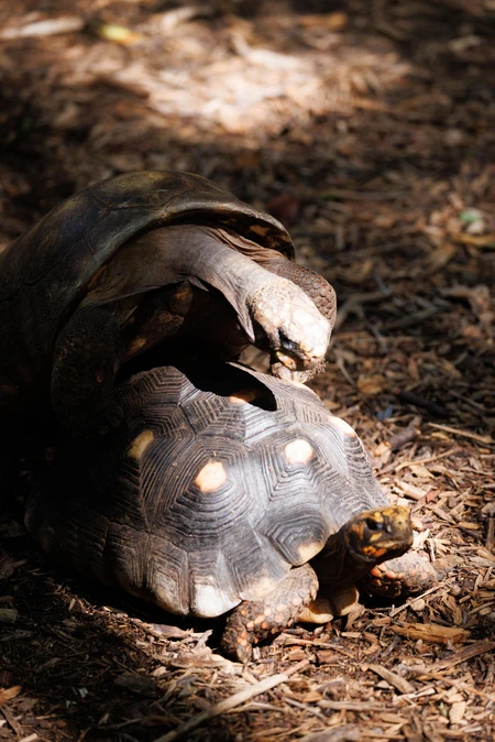 Tortoises in Natural Habitat