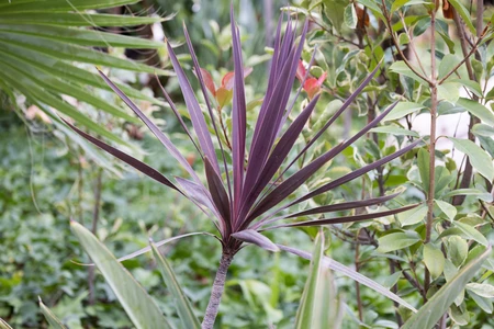 Vibrant Foliage