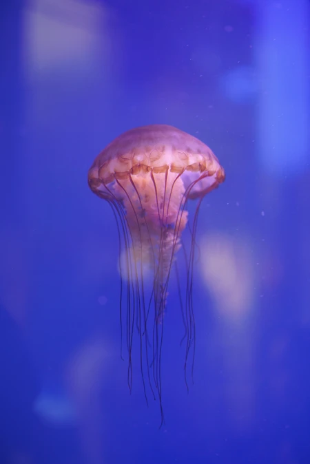 Underwater Elegance