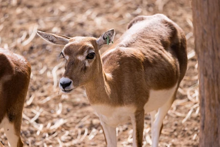 Grazing Antelope