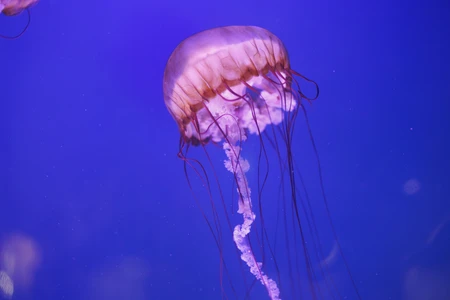 Majestic Jellyfish in Blue Waters