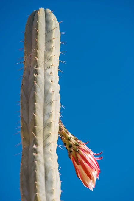 Cactus Blossom Under Blue Sky