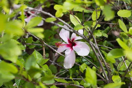 Hibiscus Amidst Greenery