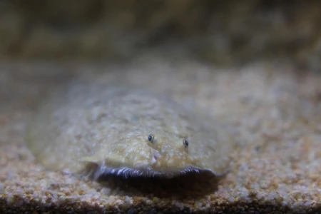 Flatfish in Habitat