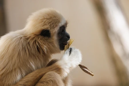 Gibbon Eating