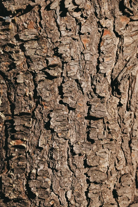 Tree Bark Texture