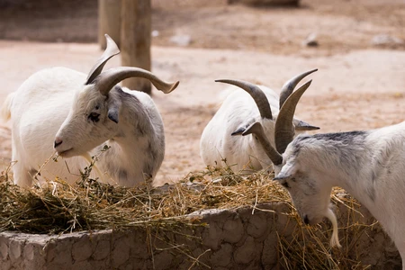 Goats Feeding on Hay