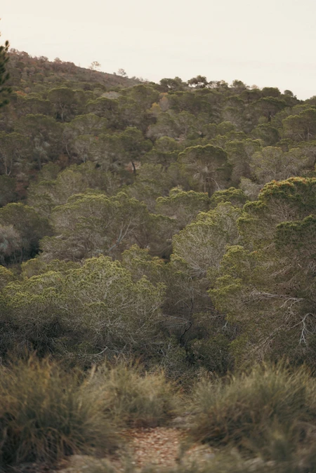 Serene Forest Landscape