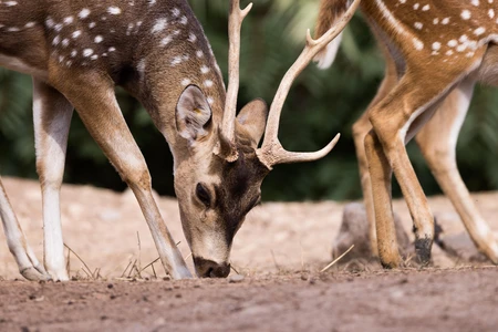 Grazing Deer in Natural Habitat