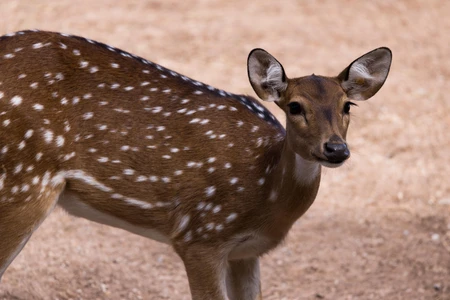 Spotted Deer in Natural Habitat