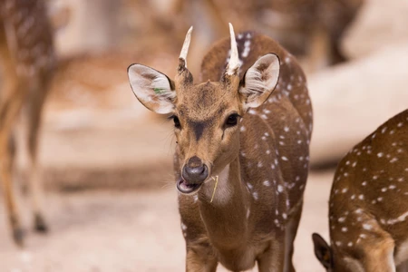 Spotted Deer in Natural Habitat