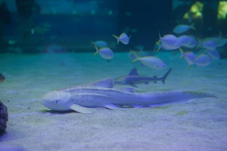 Underwater Scene with Fish
