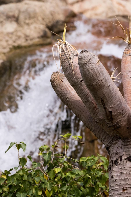 Desert Plant by Waterfall