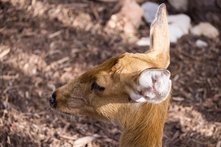 Deer in Natural Habitat