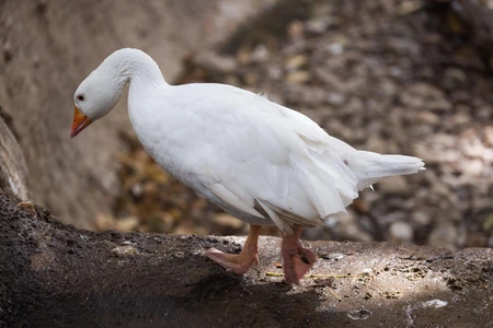 White Goose on a Walk