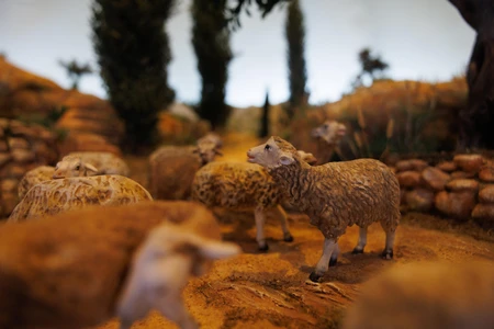 Sheep in Rustic Landscape