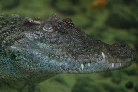 Crocodile Close-Up