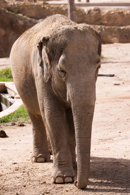 Elephant in Natural Habitat