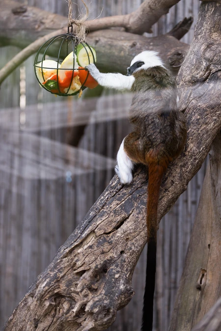 Tamarin Enjoying a Snack