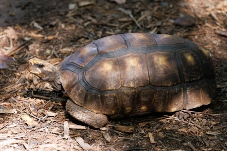 Tortoise on Ground