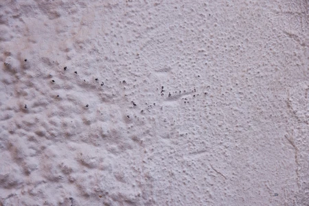 Ants on Textured Surface