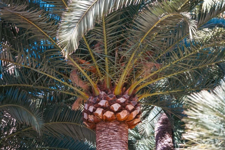 Tropical Palm Close-Up