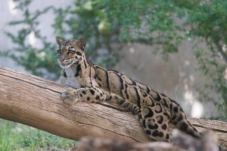 Leopard Resting on a Log