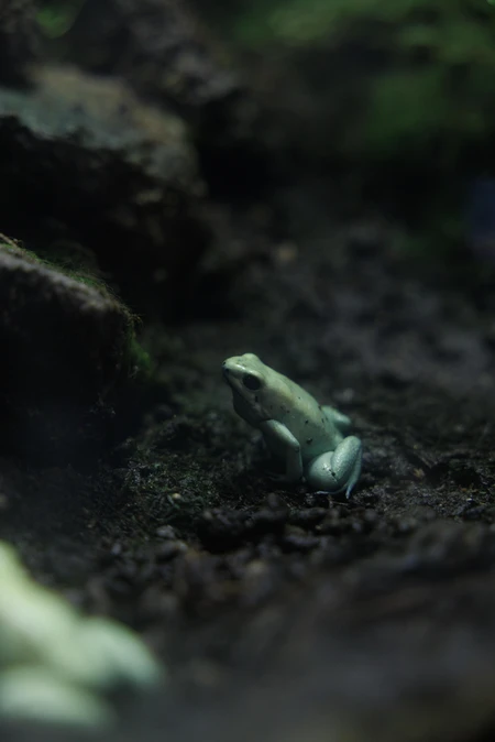 Frog in Natural Habitat